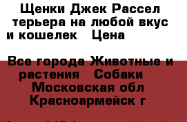 Щенки Джек Рассел терьера на любой вкус и кошелек › Цена ­ 13 000 - Все города Животные и растения » Собаки   . Московская обл.,Красноармейск г.